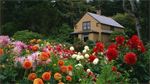 Fond d'cran gratuit de Fleurs - Jardins numro 64424